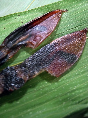 IMG_2535b.jpg