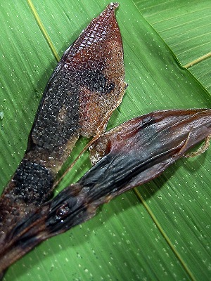 IMG_2536b.jpg
