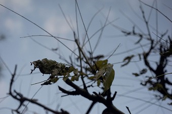 s-DSC00380a.jpg