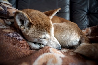 s-DSC00864a.jpg