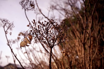 s-DSC01054b.jpg