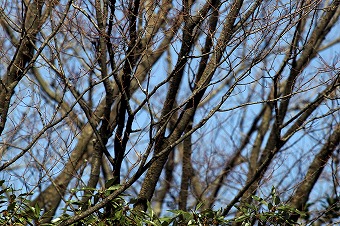 s-DSC01212a.jpg