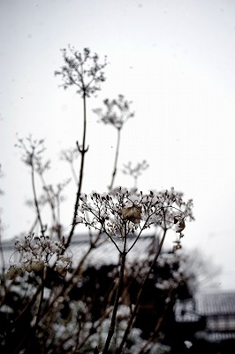 s-DSC01362a.jpg