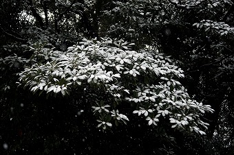 s-DSC01365a.jpg