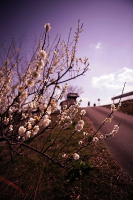 s-DSC01495a.jpg