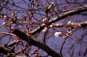 s-DSC01944a.jpg