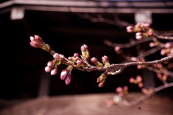 s-DSC01946a.jpg