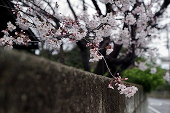 s-DSC01988m.jpg