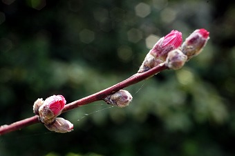s-DSC02136a.jpg