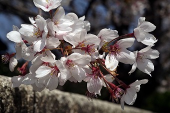 s-DSC02139a.jpg