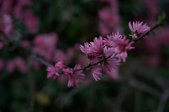 s-DSC02219b.jpg