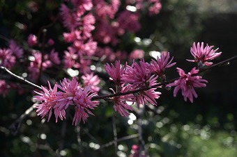 s-DSC02245b.jpg