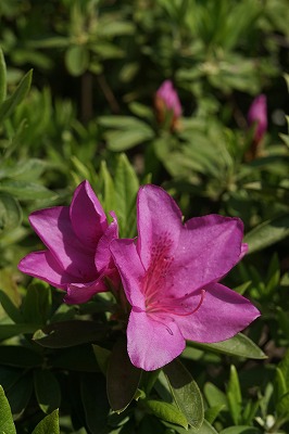 s-DSC02254b.jpg