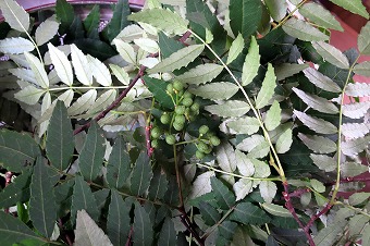 s-IMG_0533s.jpg