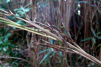 s-IMG_0569s.jpg