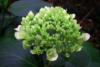 s-IMG_0582s.jpg