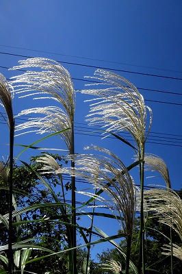 s-IMG_1214s.jpg