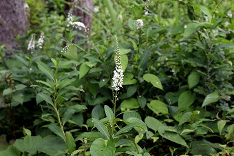s-IMG_1291m.jpg