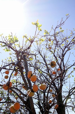 s-IMG_1625m.jpg