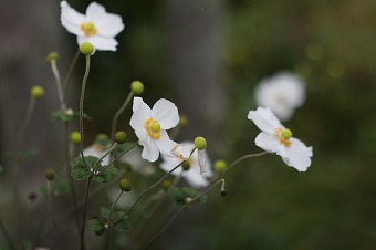 s-IMG_1674.jpg