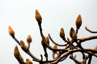 s-IMG_1809m.jpg