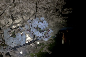 s-IMG_2237m.jpg