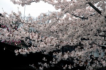 s-IMG_2253m.jpg
