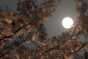 s-IMG_2281m.jpg