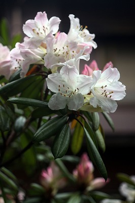 s-IMG_2309m.jpg