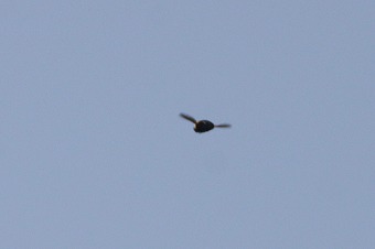 s-IMG_2364m.jpg