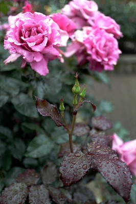 s-IMG_2410m.jpg