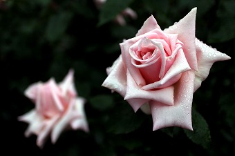 s-IMG_2412m.jpg