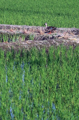 s-IMG_2471m.jpg