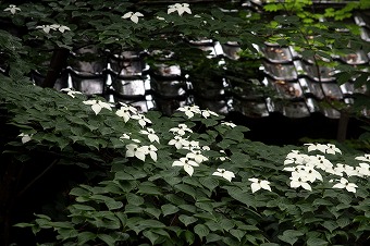 s-IMG_2534m.jpg