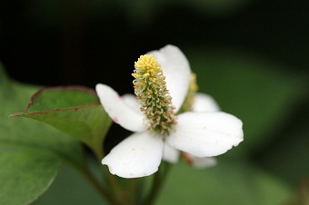 s-IMG_2926m.jpg