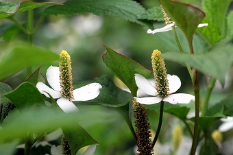 s-IMG_2928m.jpg