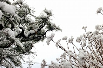 s-IMG_3986s.jpg