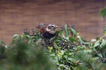 s-IMG_4051k.jpg