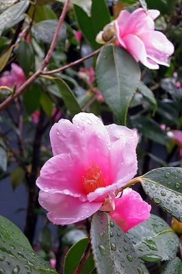 s-IMG_4439s.jpg
