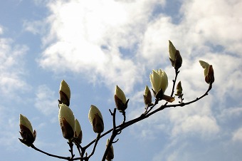 s-IMG_4449s.jpg