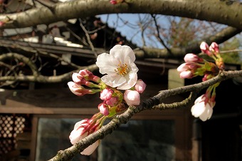 s-IMG_4629s.jpg