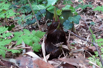 s-IMG_5333a.jpg