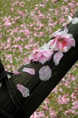 s-IMG_5380s.jpg