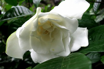 s-IMG_9338s.jpg