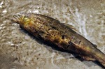 s-IMG_9827s.jpg