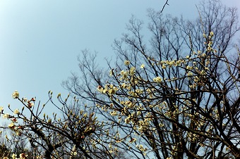 s-L1005617b.jpg