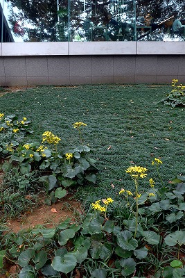 s-P1000338L.jpg