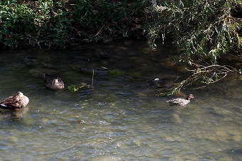 s-P1000419L.jpg