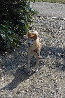 s-P1000437L.jpg