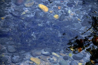 s-P1000845b.jpg